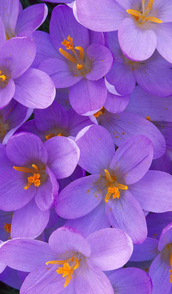 Цветы крокус на поляне