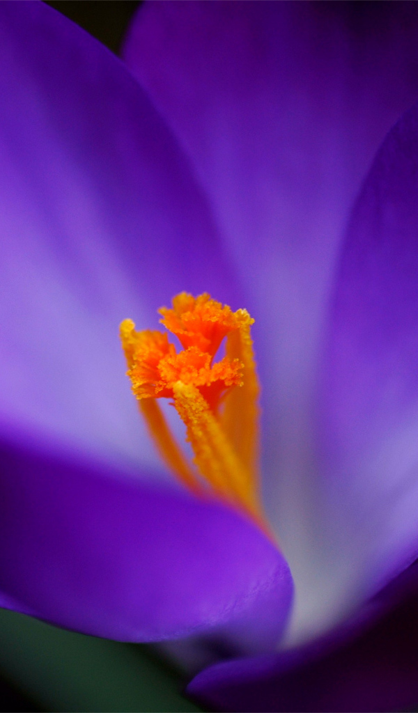 Весенние цветы Крокус