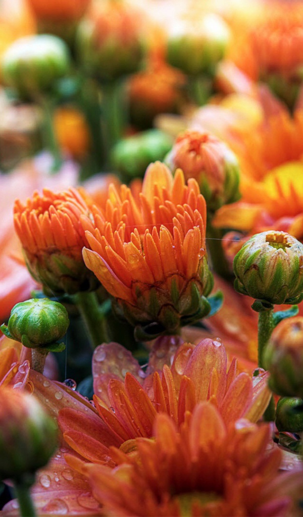 Милые ромашки