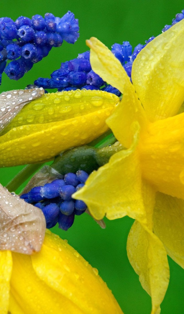 Нарциссы и гиацинты