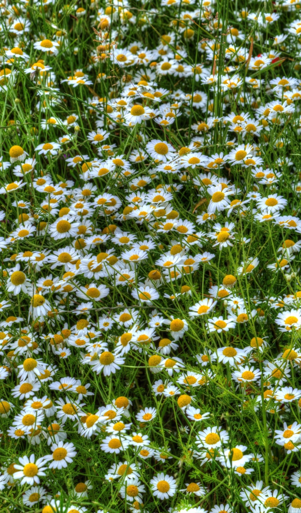 Ромашки среди зелени