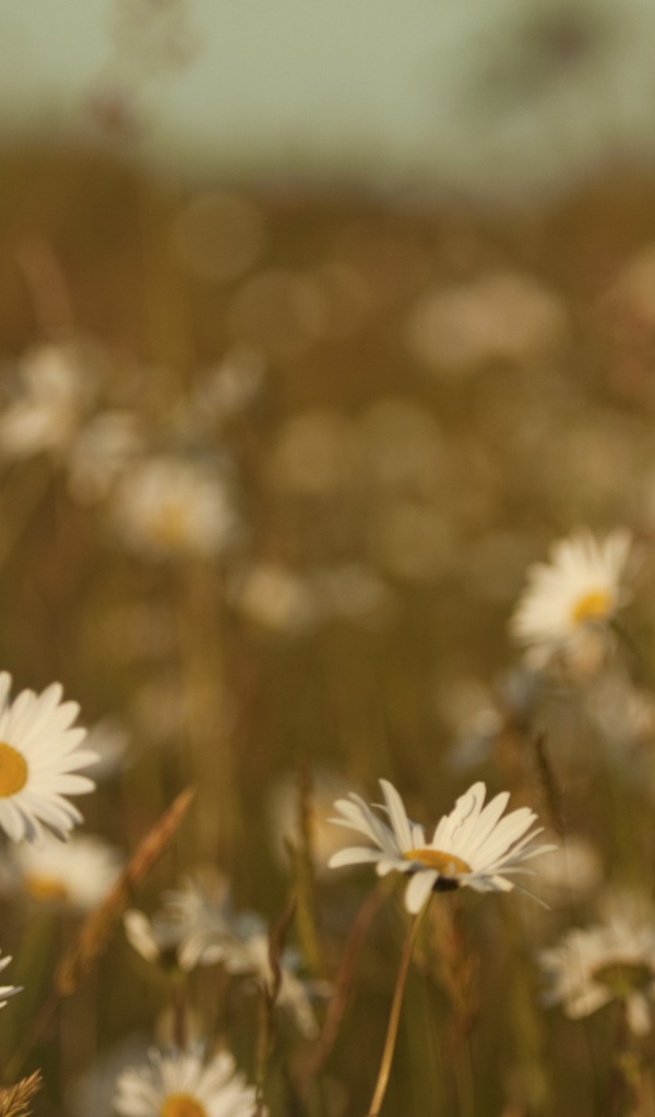 Ромашки на размытом фоне