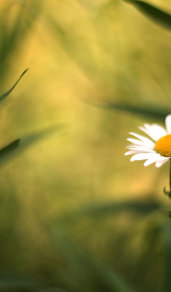 Полевая ромашка