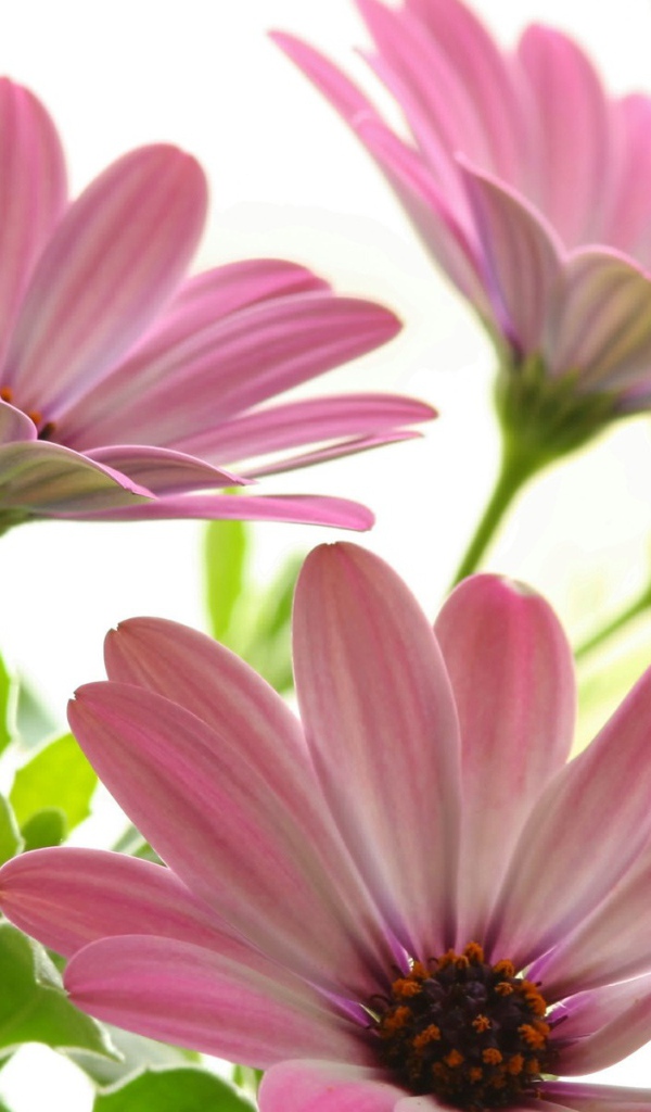 Цветы маргаритки цветут