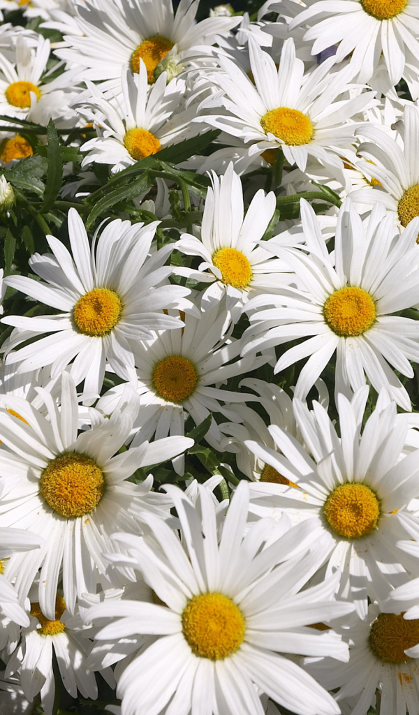 Цветы маргаритки зацвели в саду