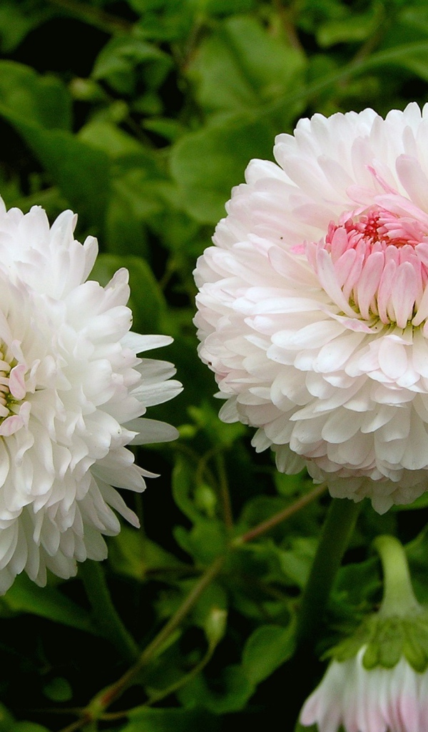 Цветы маргаритки в саду