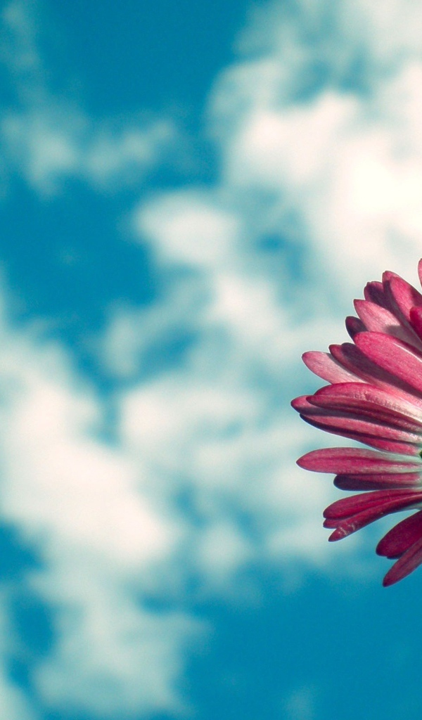 Цветы маргаритки на фоне неба