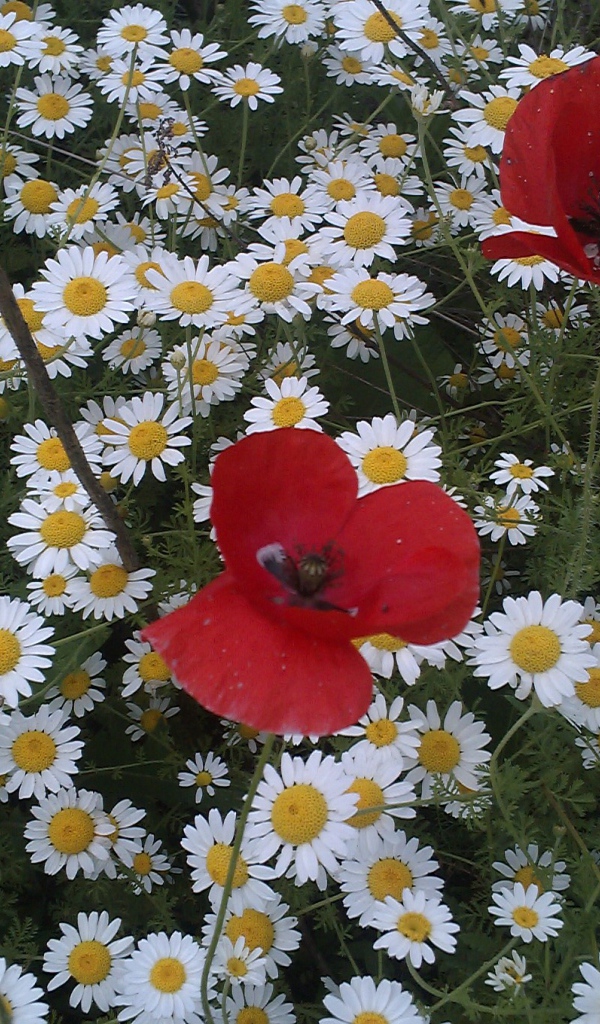 Цветы маргаритки с красным маком