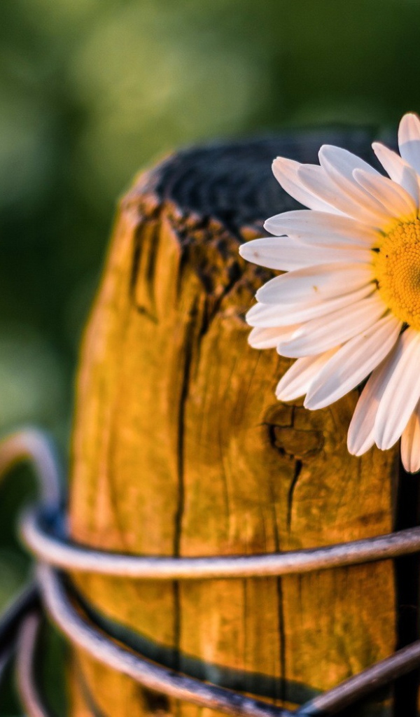 Ромашка на пне