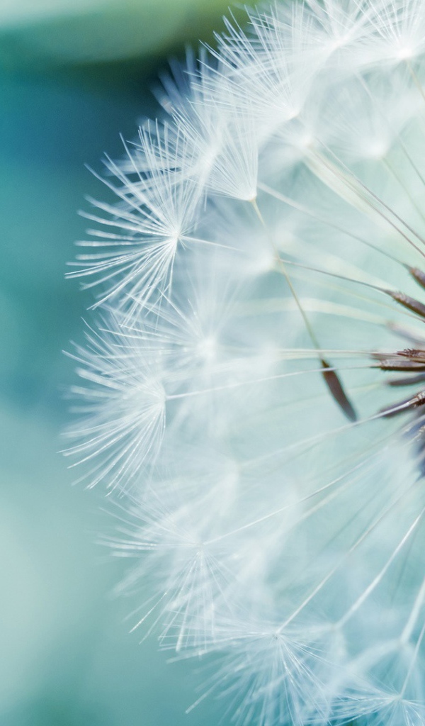 Созревший одуванчик