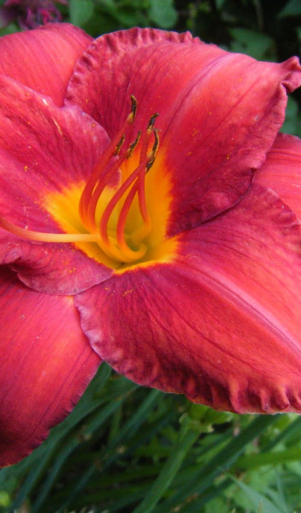 Выращивание цветов лилейник в саду