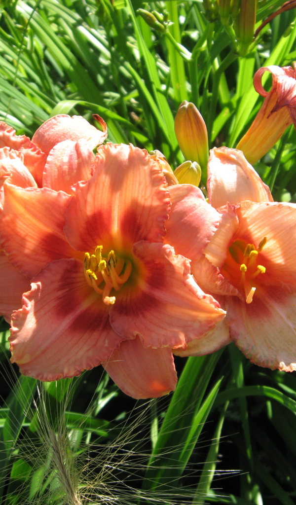 Садовые цветы лилейник на дачном участке