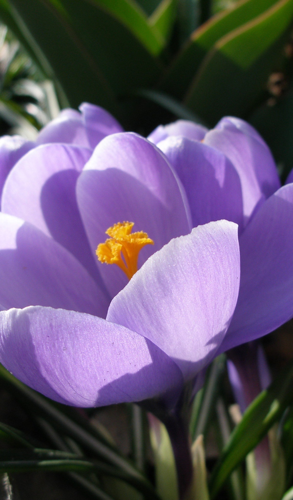 Ослепительные цветы крокус