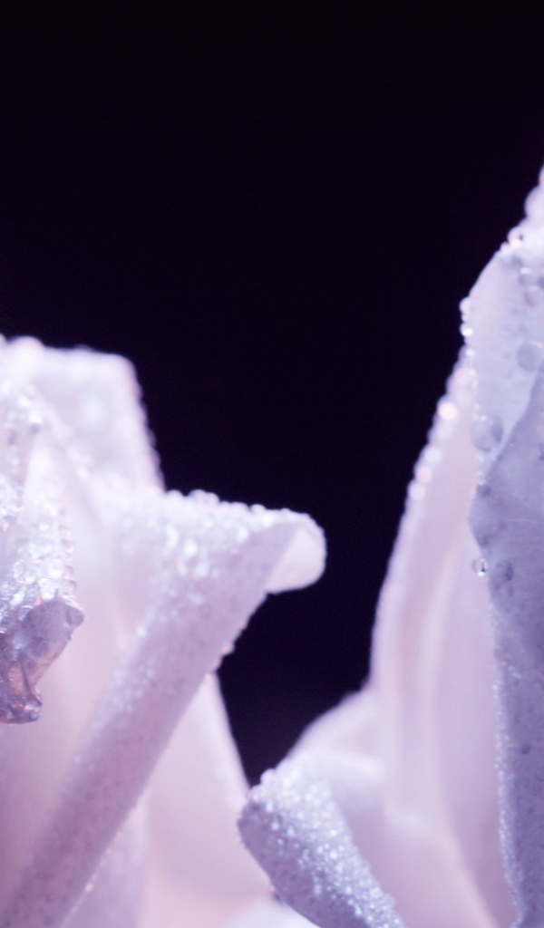 Украшенные фиолетовые розы