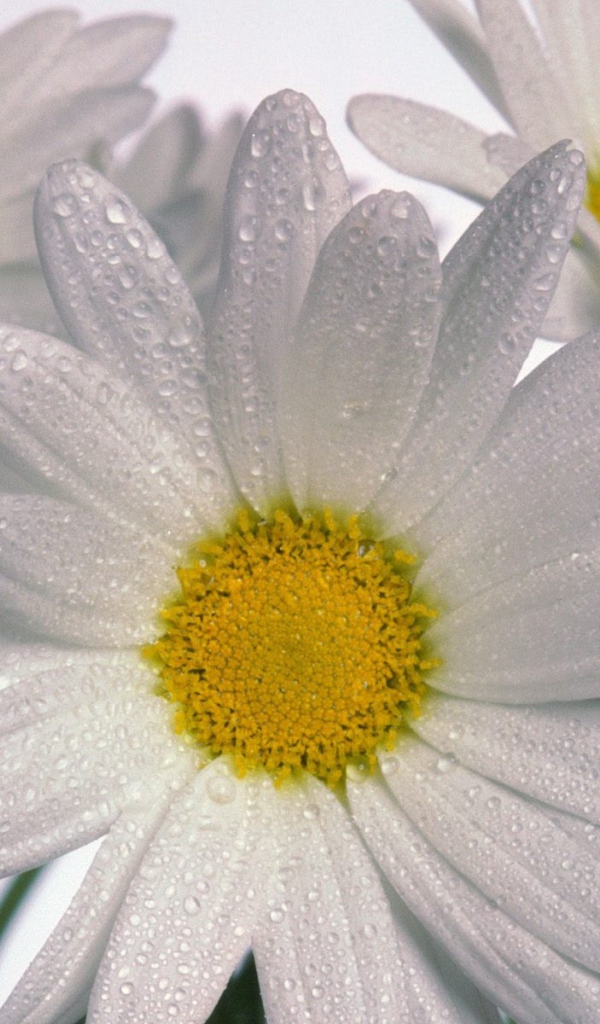 Нежные ромашки