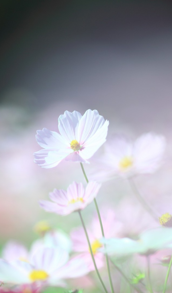 Нежные ромашки в поле