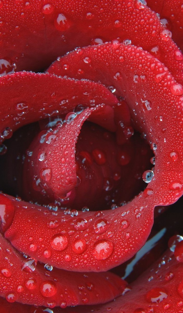 Цветок нежной розы