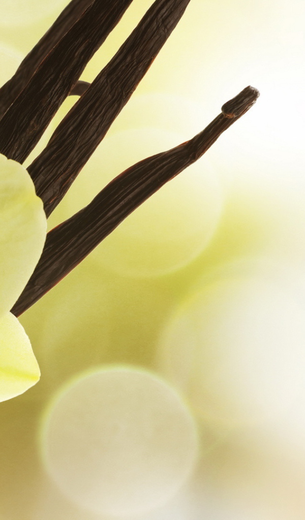 Нежный цветок