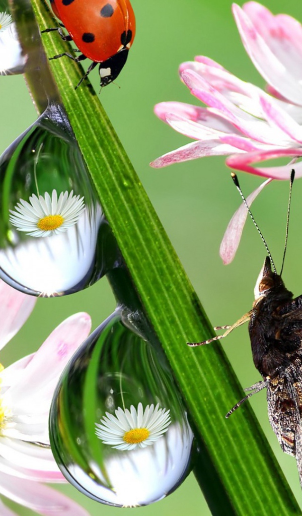 Hежные цветы