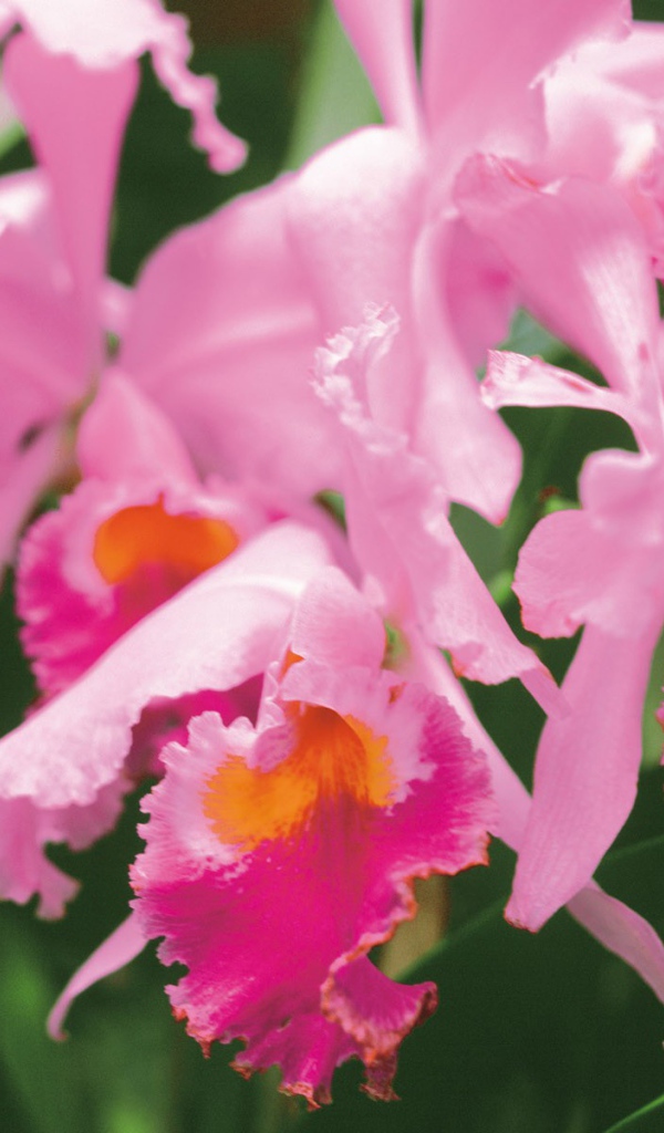 Нежные розовые цветы