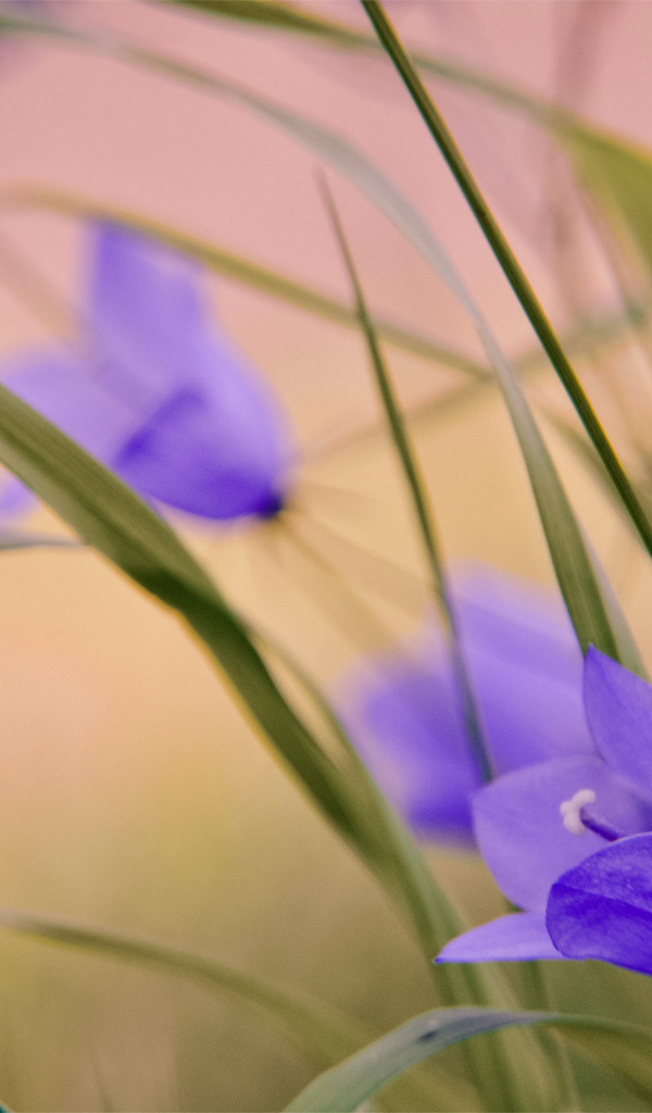 Нежный сиреневый колокольчик