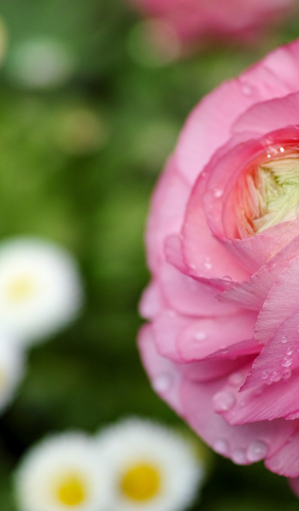 Нежные лепестки розы