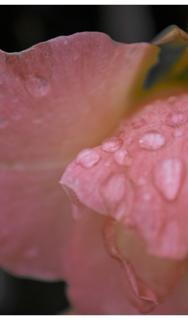 Капли росы на цветке гладиолуса