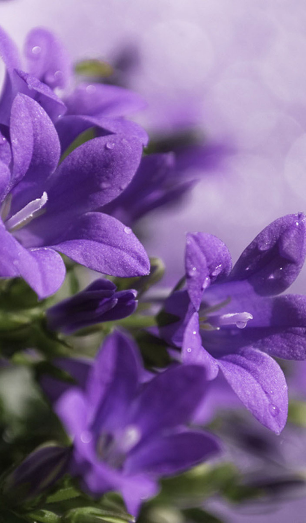 Роса на колокольчиках