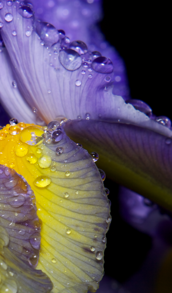Роса на лепестках ириса