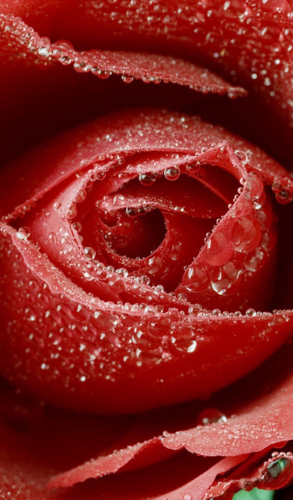 Нежная красная роза