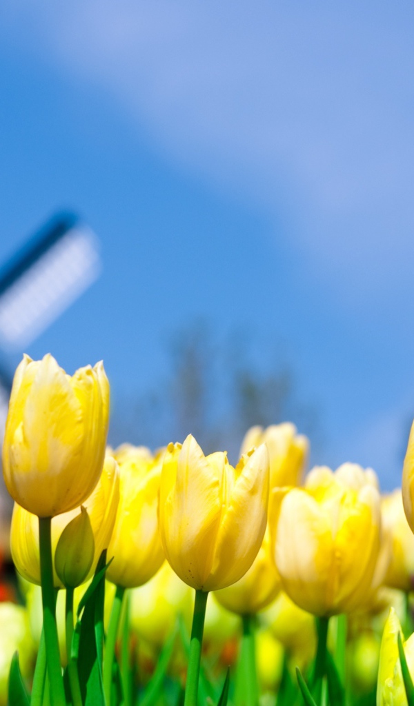 Другие цветы