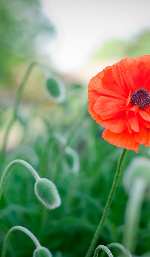 Божественный цветок красный мак