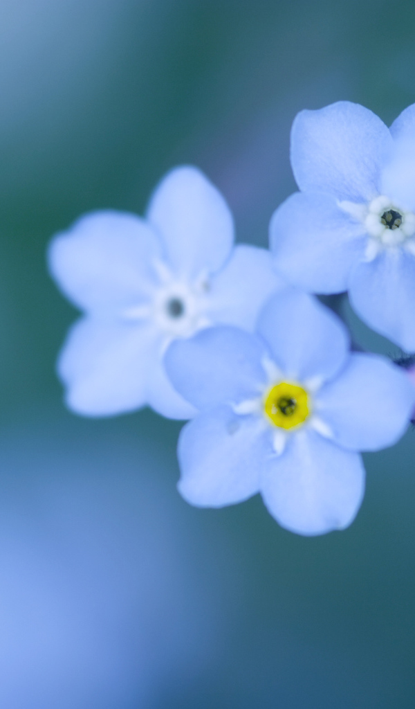 Божественные цветы незабудки