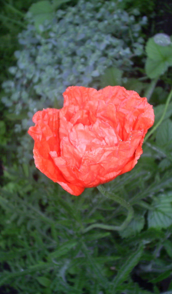 Божественный  красный мак