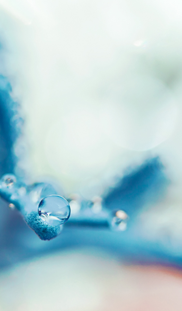 Капля на голубом лепестке