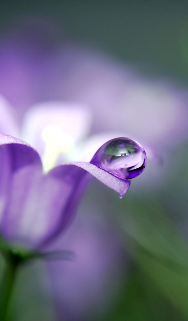 Капля на колокольчике