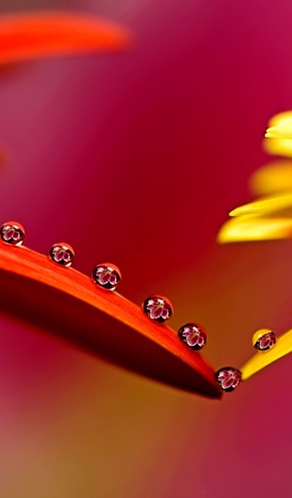 Капельки на лепестках