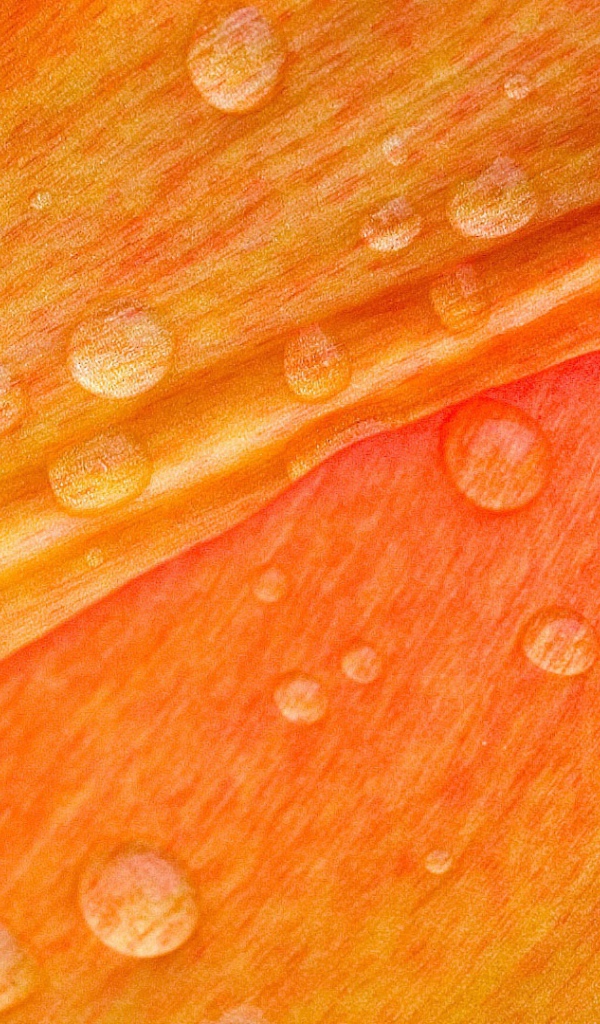 Роса на лепестке цветка