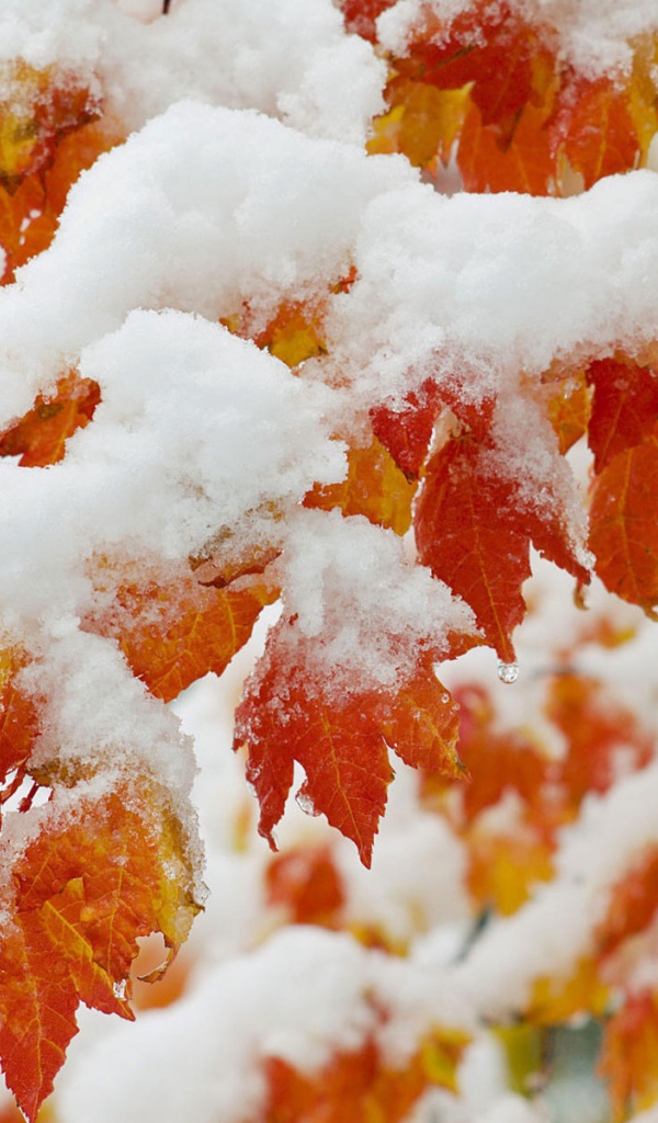 Ранний снегопад