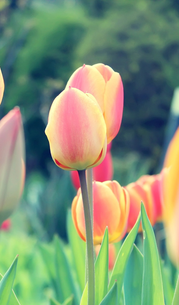 Весенние тюльпаны