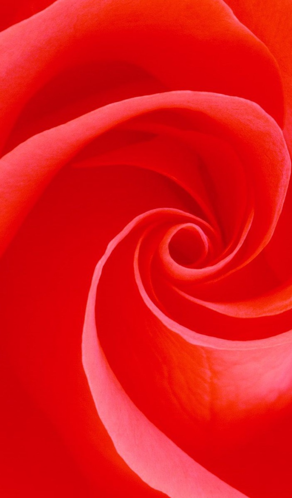 Вечное цветение