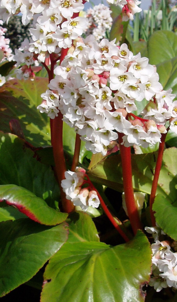 Вечнозеленое многолетнее растение