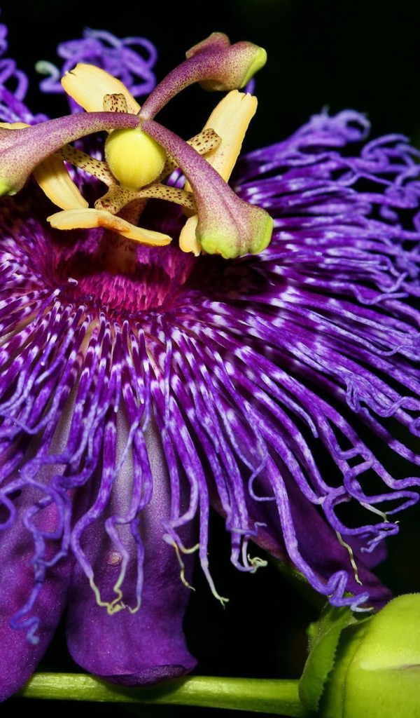 Экзотический цветок