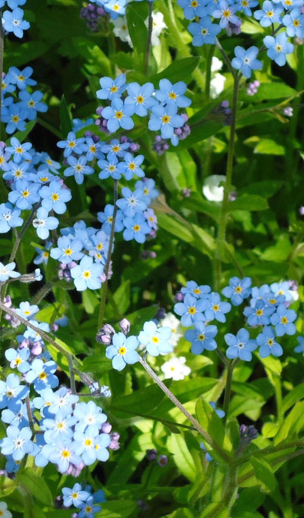 Сказочные красивые  цветы незабудки