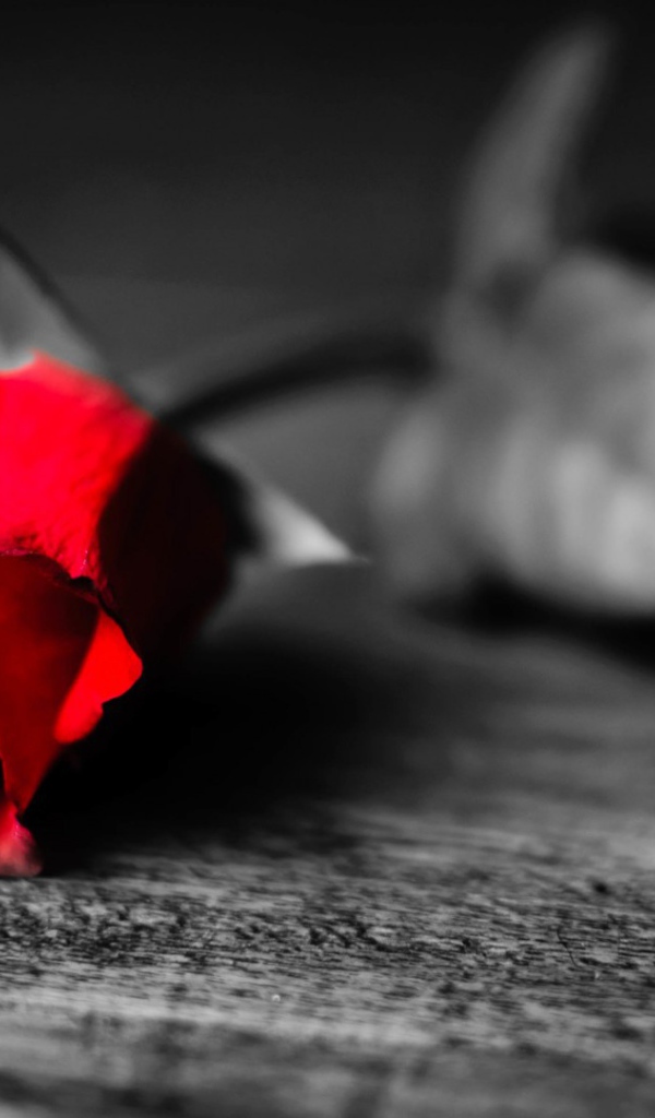 Увядающая алая роза