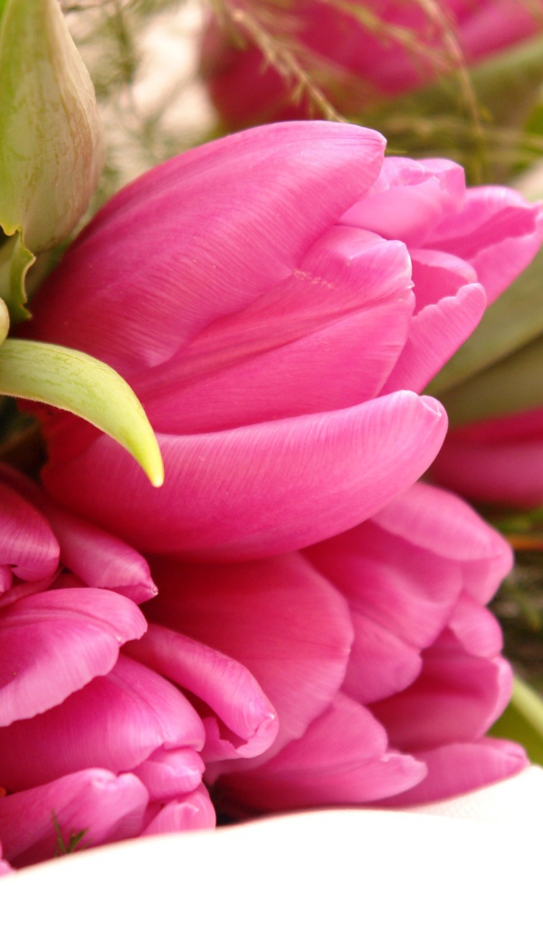 Необычные розовые цветы