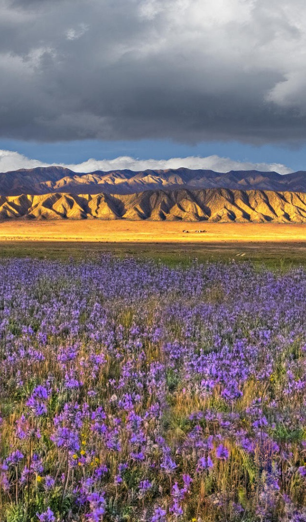 Поле синих цветов в Калифорнии