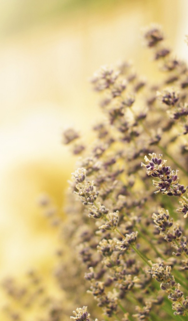 Полевая кашица