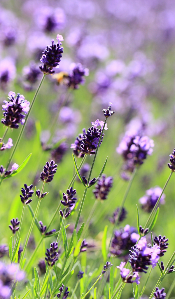 Поле лаванды