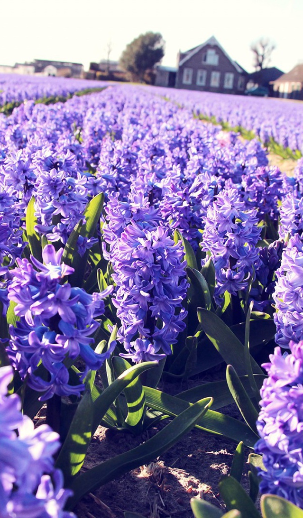 Поле сиреневых цветов